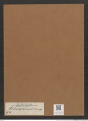 Climaconeis sp. (de-Toni-Nr.: Genus 94) Zeichnungen Sammlung Grunow Mappe 03292 (Herbarium_W_Grunow_drawings_Folder_03292)